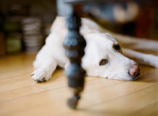 labrador dog