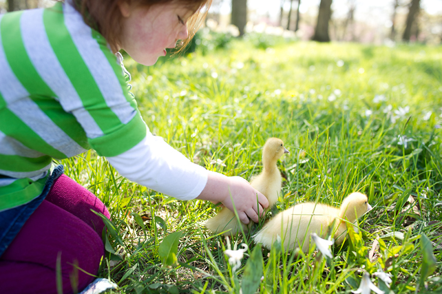 chicago child animal photographers