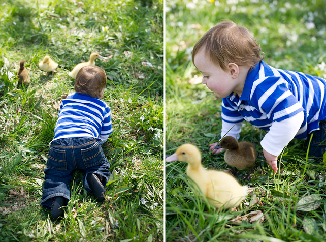 chicago baby photographers