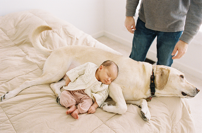 chicago pet & baby photographers